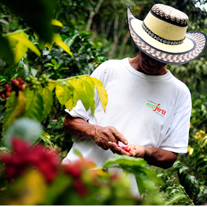 picking rio coffee beans