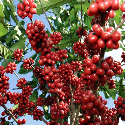 Rio Costa Rican Coffee Beans 100% Arabica (1kg) - DiscountCoffee