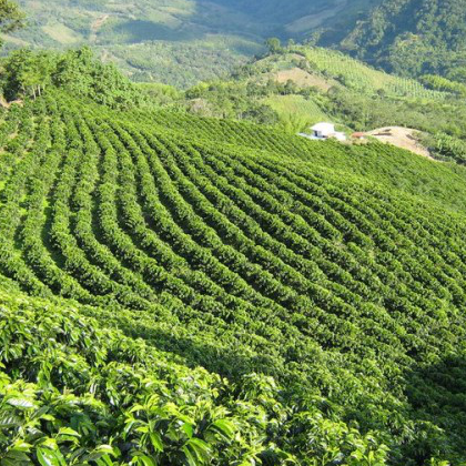 Rio Fairtrade Coffee Beans (1kg) 100% Arabica - DiscountCoffee