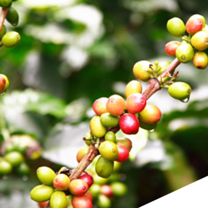 Rio Fairtrade Coffee Beans (4x1kg) 100% Arabica - DiscountCoffee