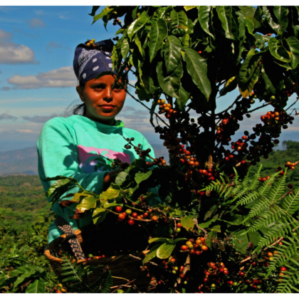 Rio Decaffeinated Coffee Beans (4x1kg) Buy 10, Get One FREE - DiscountCoffee